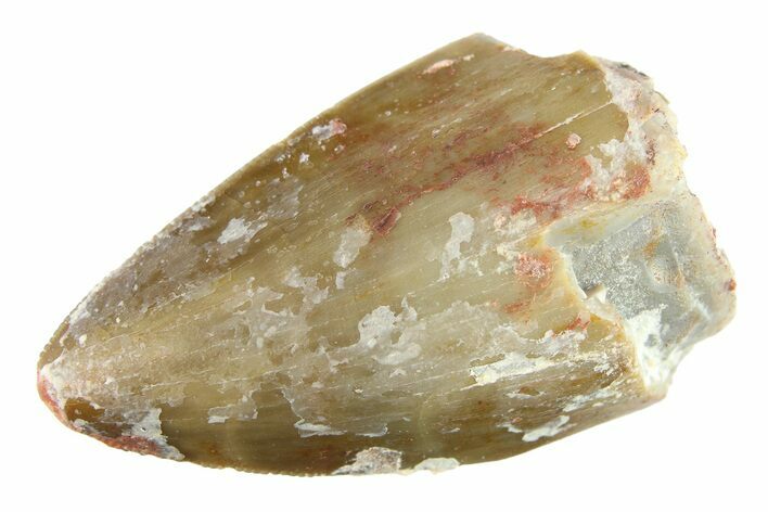 Serrated, Fossil Phytosaur (Redondasaurus) Tooth - New Mexico #284249